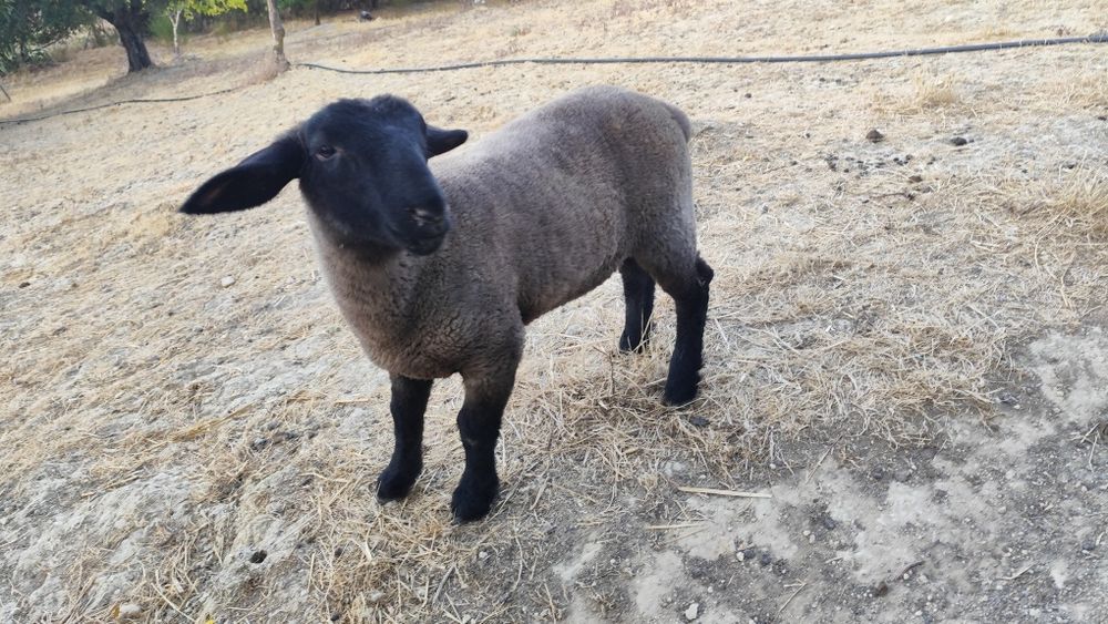 Suffolk borrego disponível