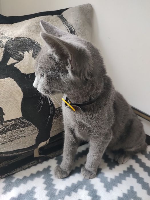 Киця в добрі руки