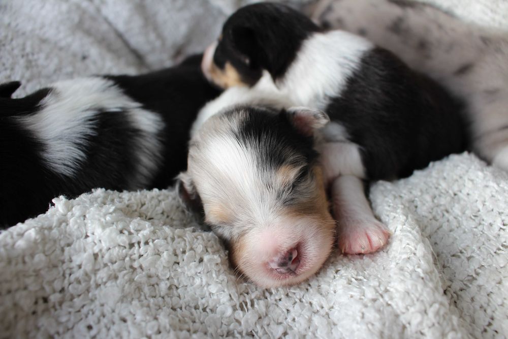 ZAREZERWOWANY owczarek szetlandzki blue merle ZKwP FCI sheltie
