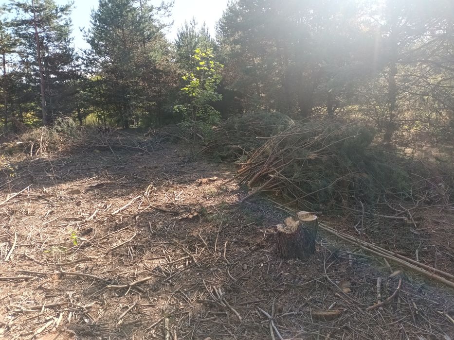 Oddam gałęzie za darmo (za wywiezienie)