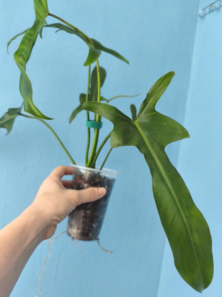 Філодендрон Longilobatum Lelano Miyano