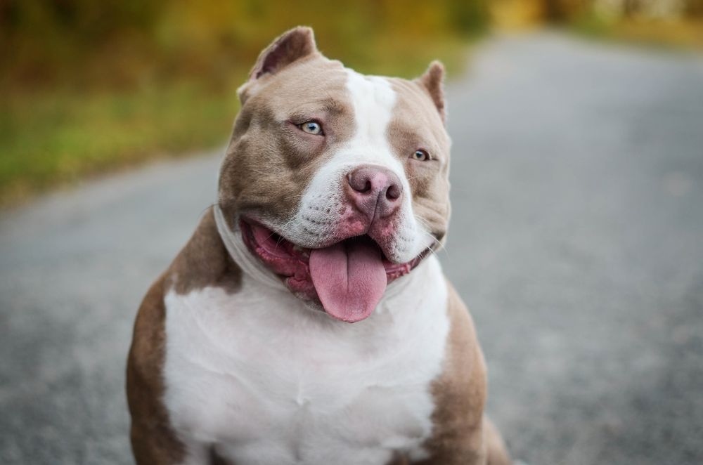 Відкритий для В'язки