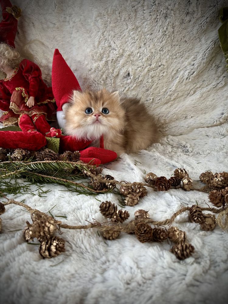 Котик аристократ золота британська шиншила