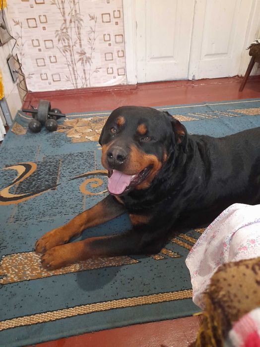 Вязка ротвейлер 4 года адеква ний