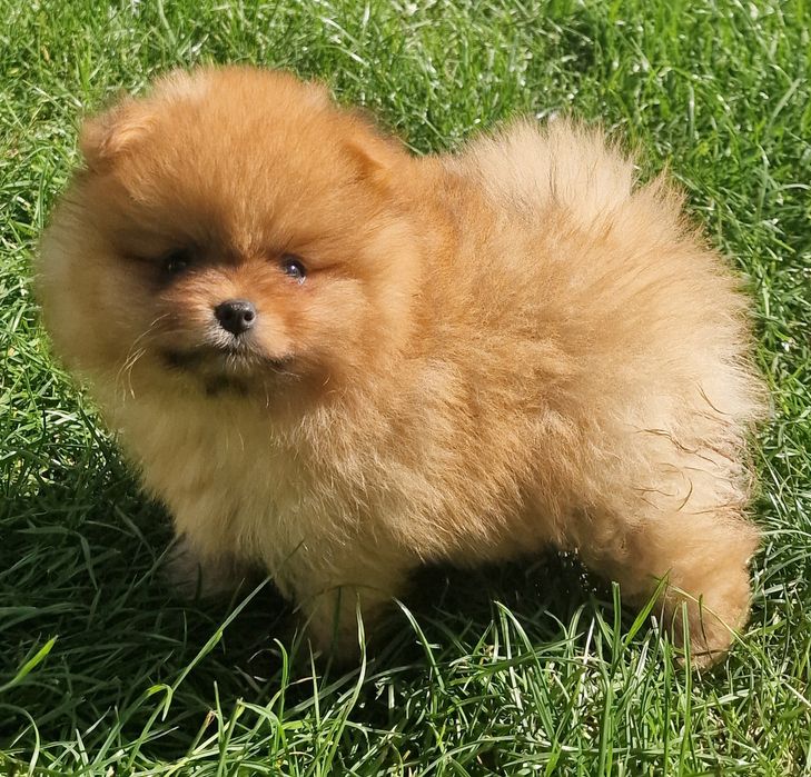 Pomeranian szpic miniaturowy