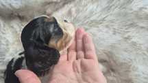 Sunia Cavalier King Charles Spaniel badania genetyczne