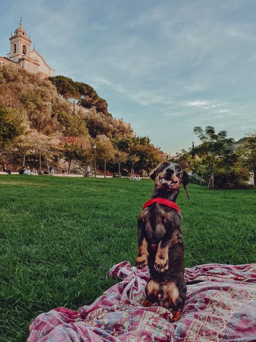 Teckel macho procura menina