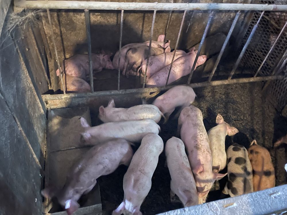 Продаються поросята мясної породи
