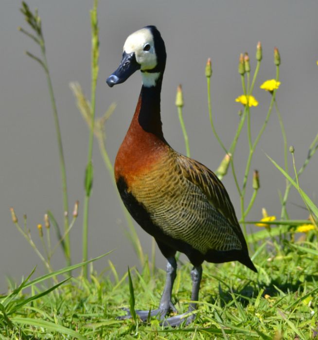 Patos ornamentais
