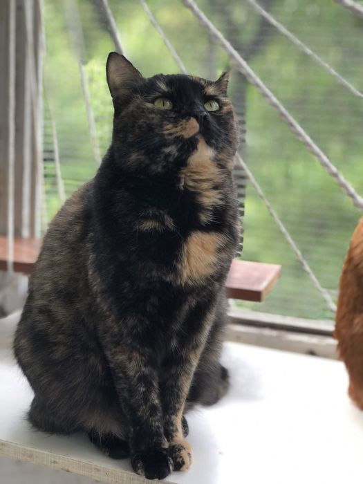 Кошечка 2 ,5 года отдам даром