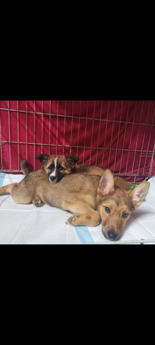 Szczeniaki 3 miesiące 3 chłopców