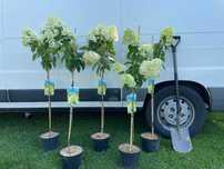 Hortensja bukietowa na pniu 'Limelight'
