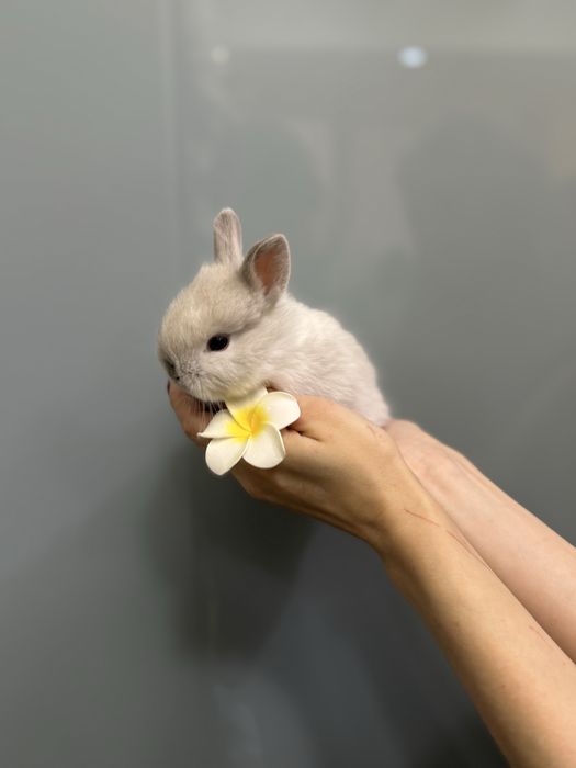 Нідерландський карликовий кролик супер  міні