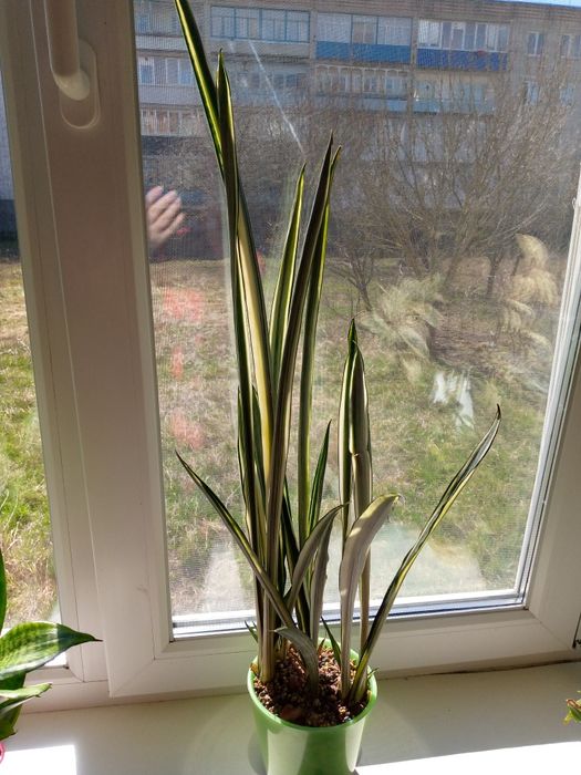 Сансевієрія Бентель