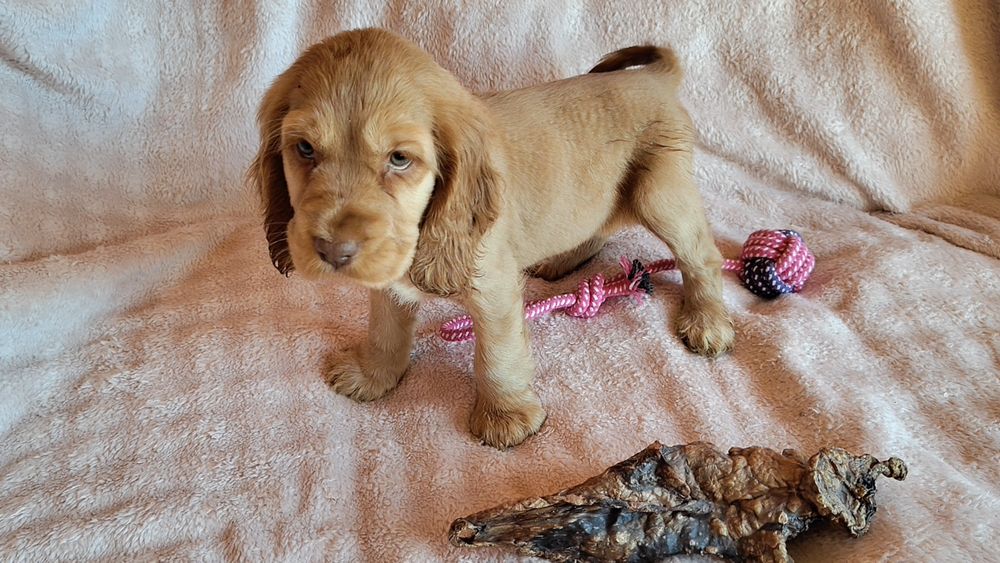 Piesek Cocker spaniel ang.badania genetyczne