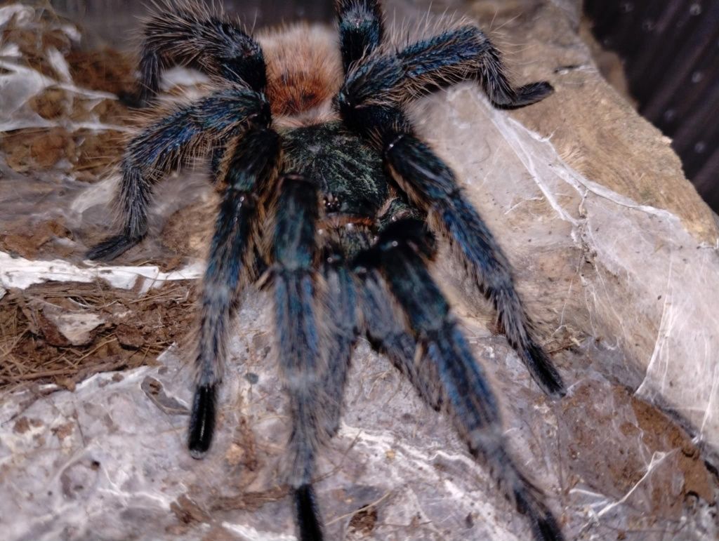 Dorosły samiec chromatopelma cyaneocubescens