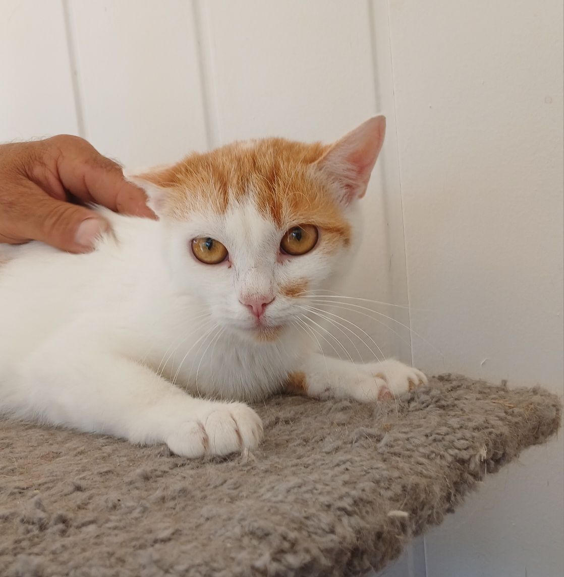 Kot, koty do oddania, adopcja kotów