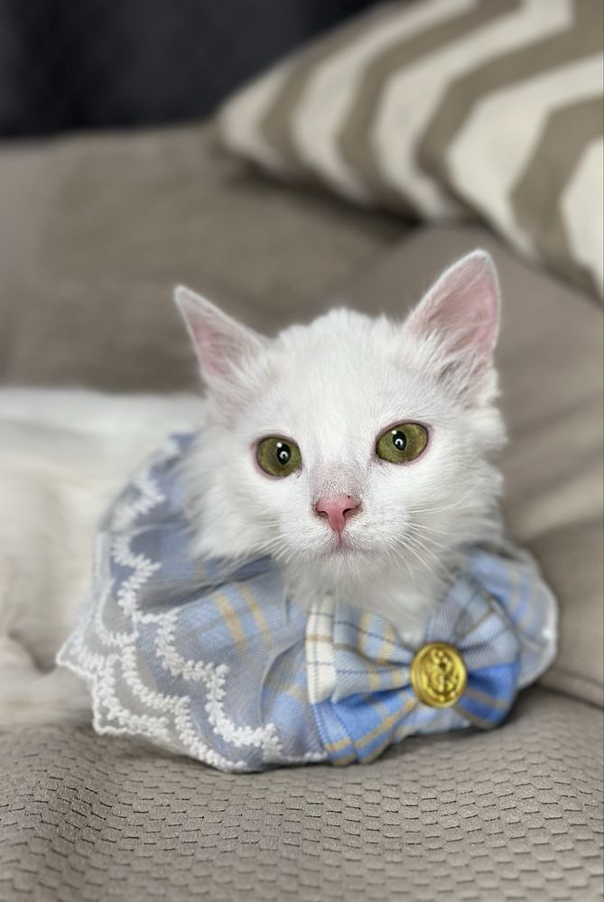 Котик в добрі ручки 5 місяців
