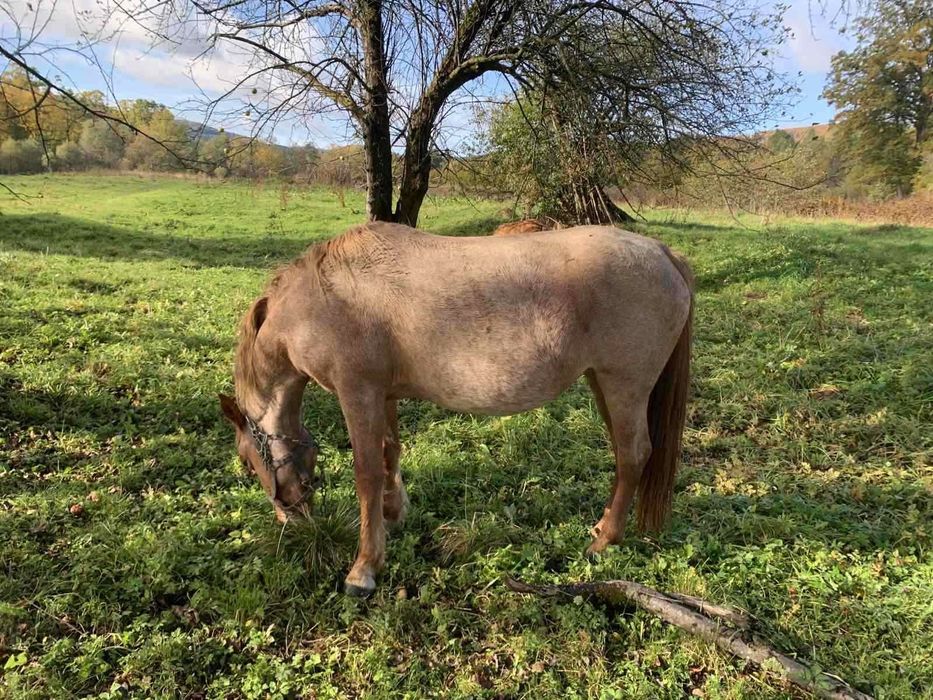 Кобила гарна 3,5 року