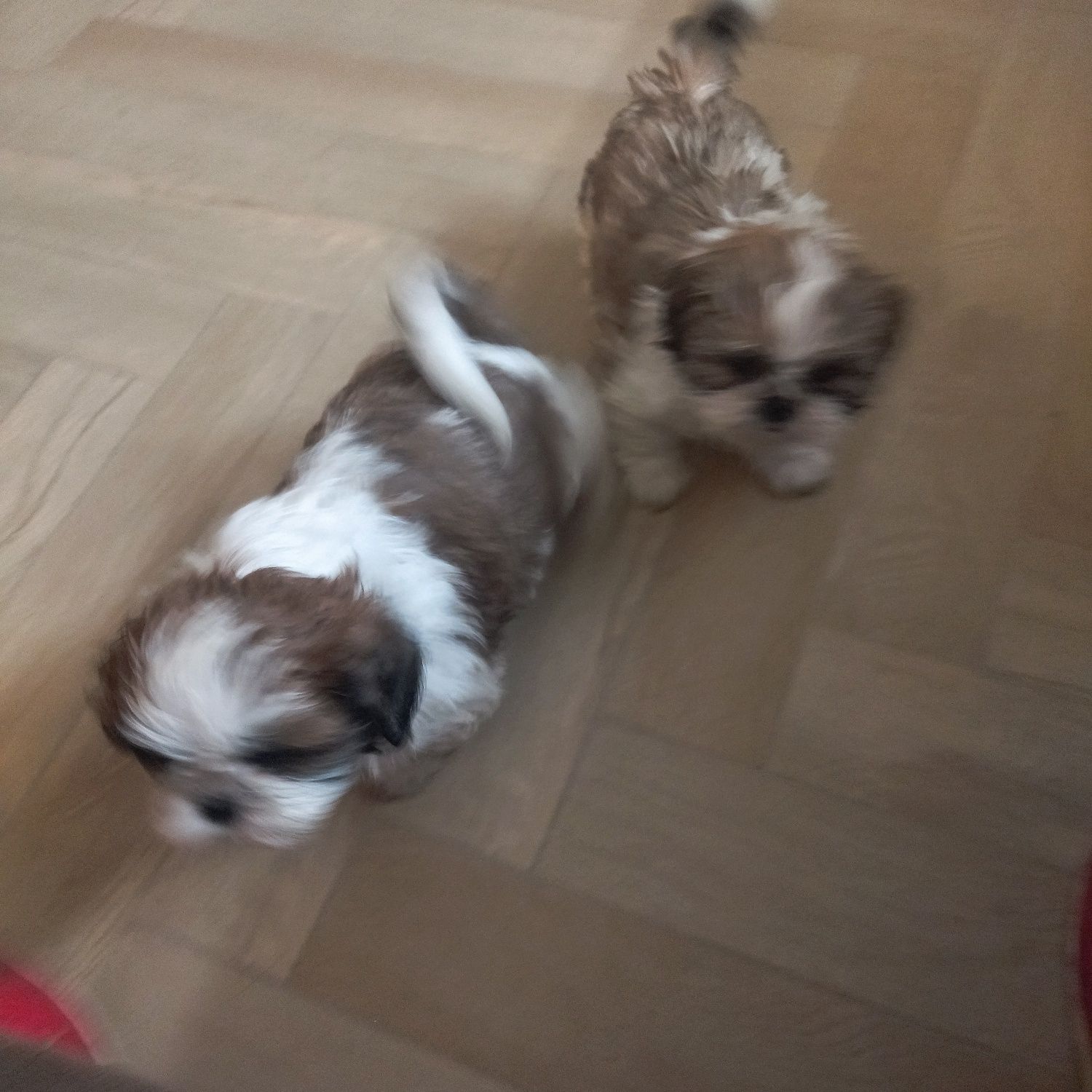 Shih tzu szczeniak