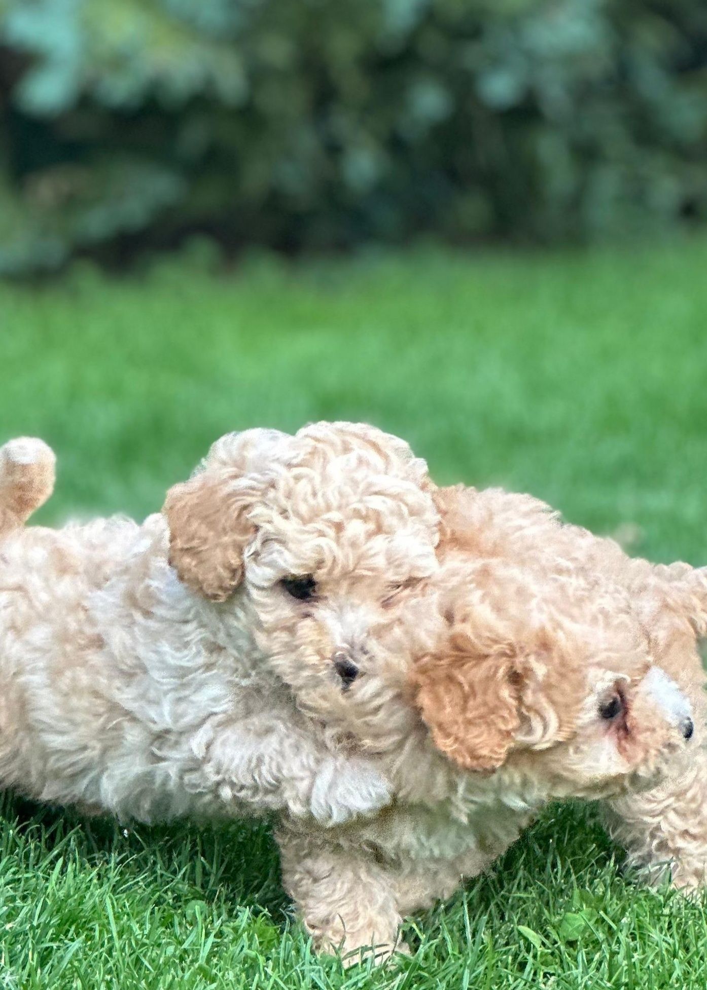 Maltipoo F1 cudne szczenię