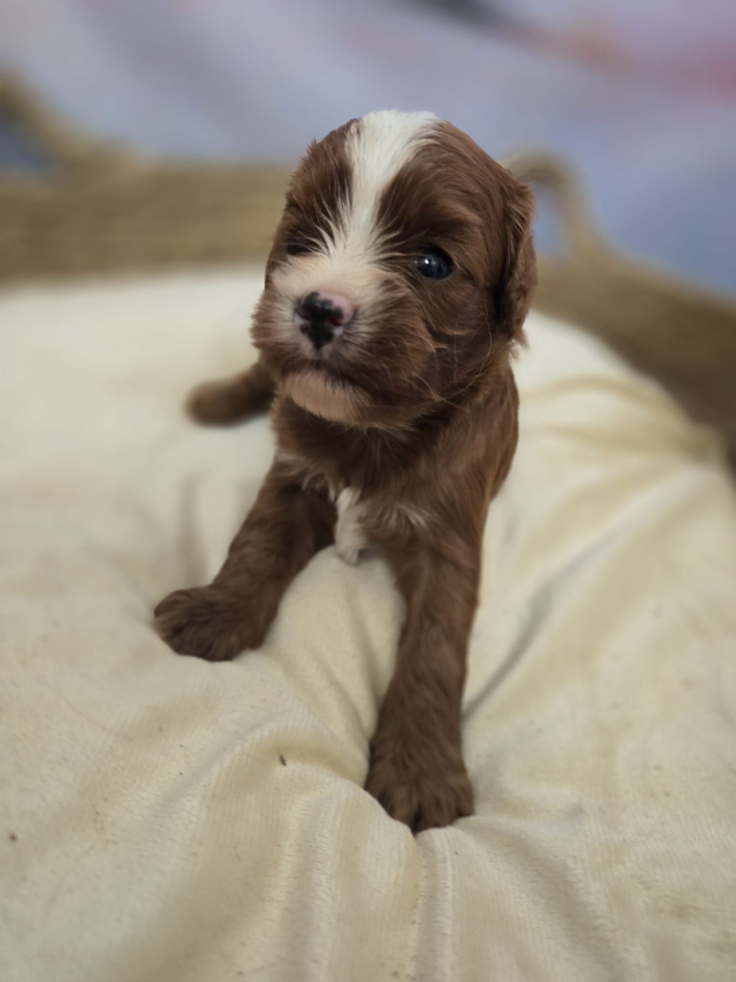 Cavapoo  śliczny chłopiec  maltipoo