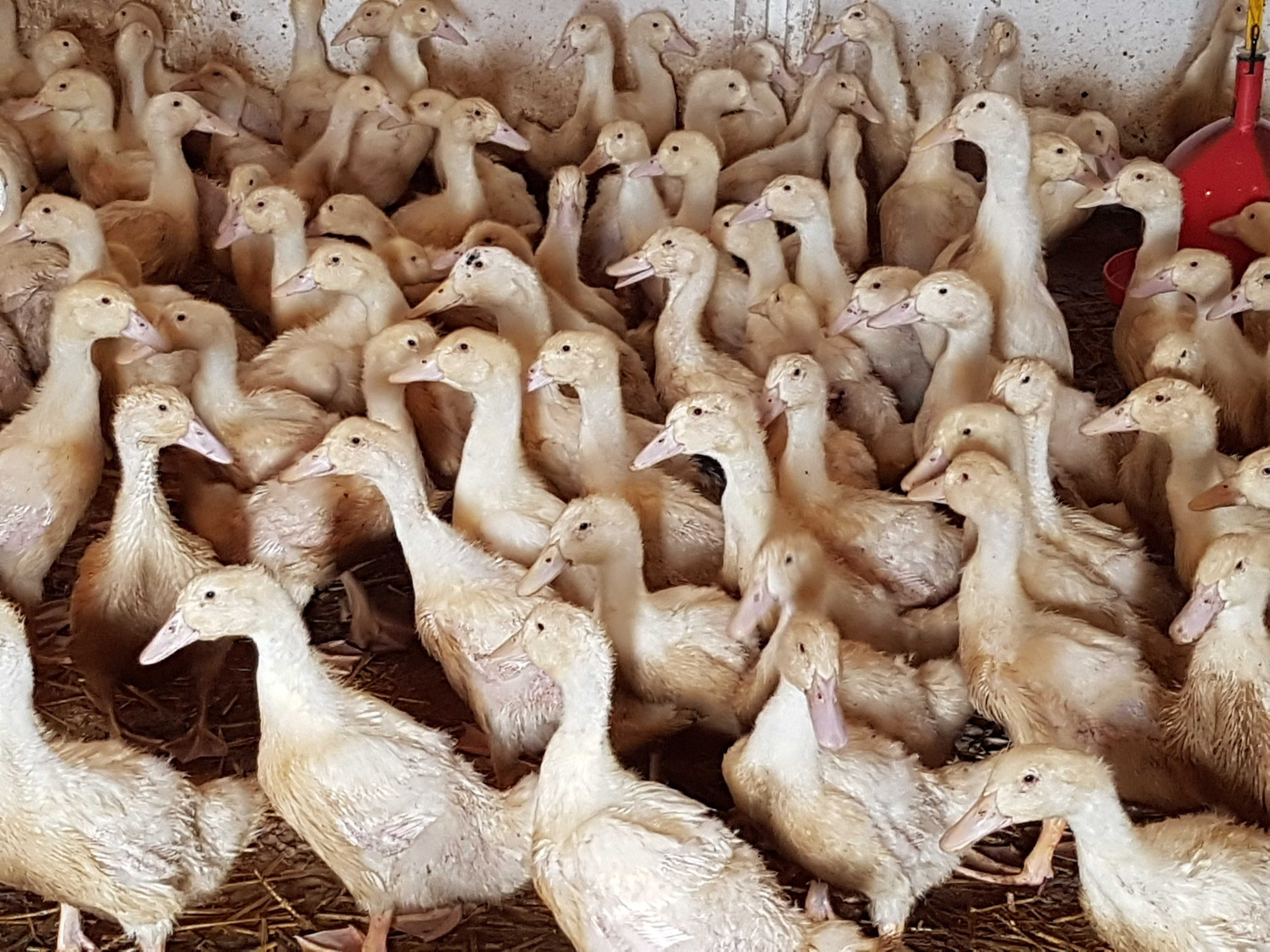 Kaczki młode pisklęta różne dworka, kho do odchowu przyjmujemy zapisy