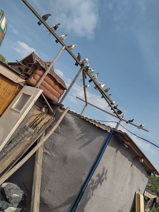 GOLEBIE Zamojskie lotne-boki STOJKOWE,muzyny likwidacja hodowli