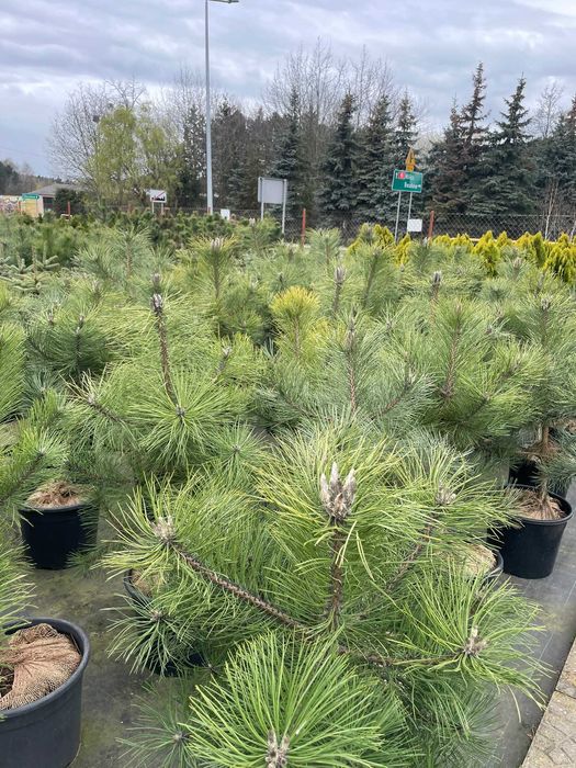 Pinus nigra sosna czarna