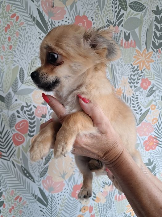 Szczeniak chihuahua