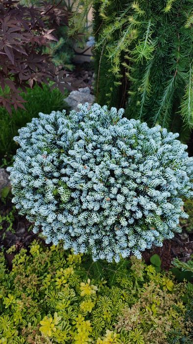 Ялиця пихта корейська Kohouts Icebreaker на штамбі