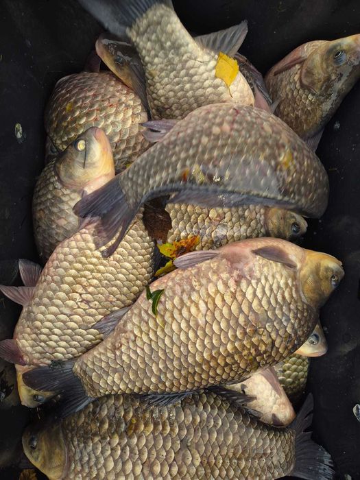 Duży karaś 1,5 - 3 kg japoniec karaś srebrny lin szczupak karp tolpyga