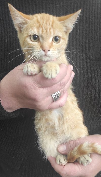 Віддаю кошенят (4 котика і 2 киці)