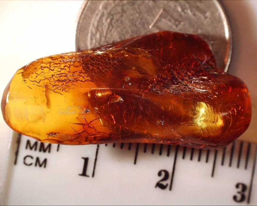 Skamielina fragment owada ? bursztyn inkluzja wykopek szufladowy