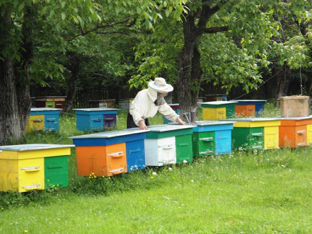 Продам ПАСІКУ, бджолосім'ї, бджолопакети