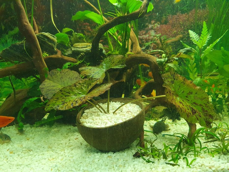 Lotos zielony tygrysi