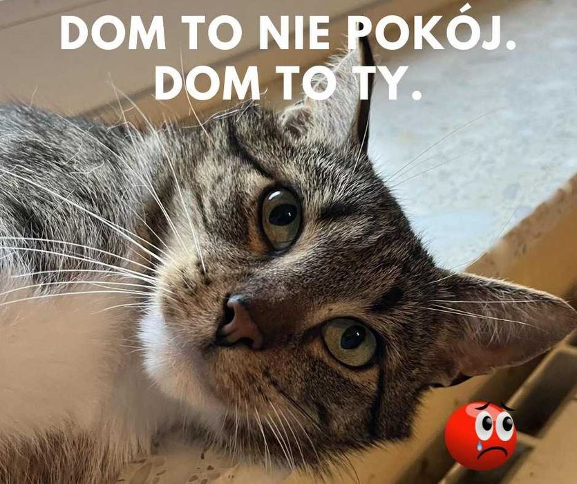 kocurek Kubuś do adopcji