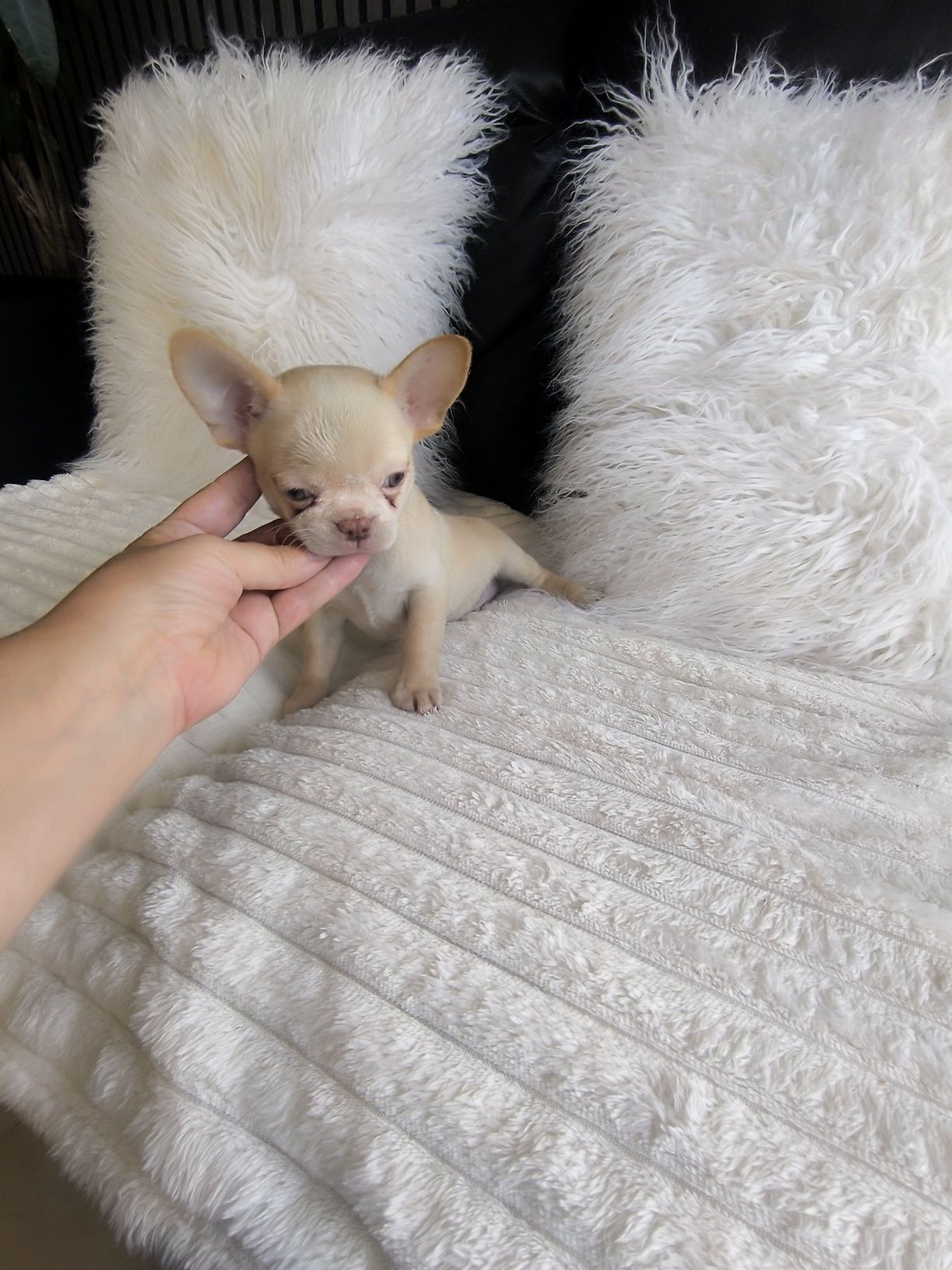 Chihuahua menino Perfeito  Olhos Verdes.Focinho curto.