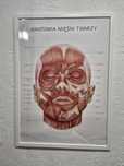 Plakat anatomiczno medyczny Anatomia Mięśni, budowa skóry