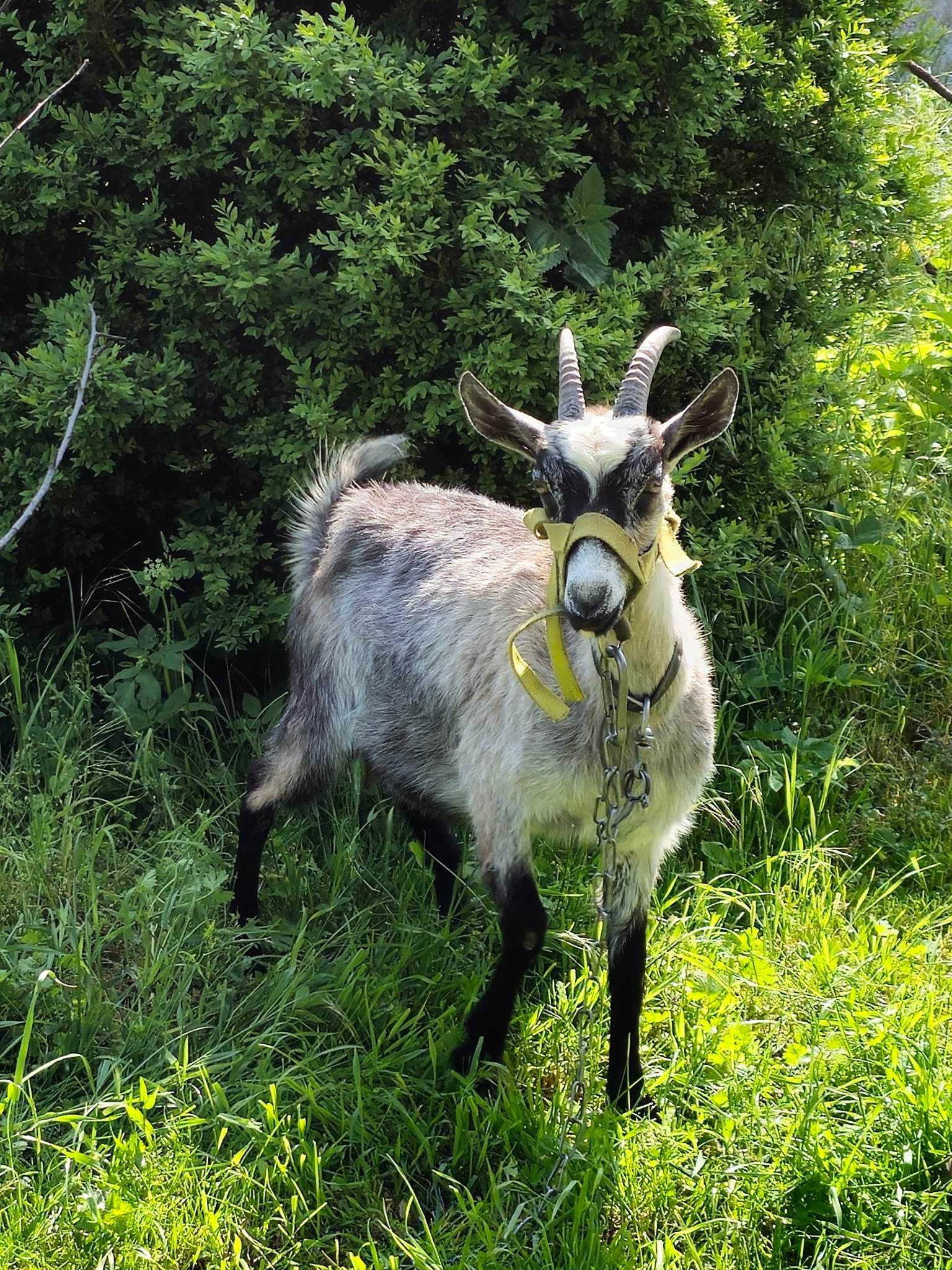 Kozy na sprzedaż