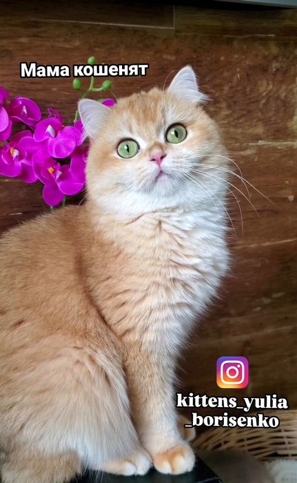 Ласковые малыши золотая шиншилла для любящих мам-пап