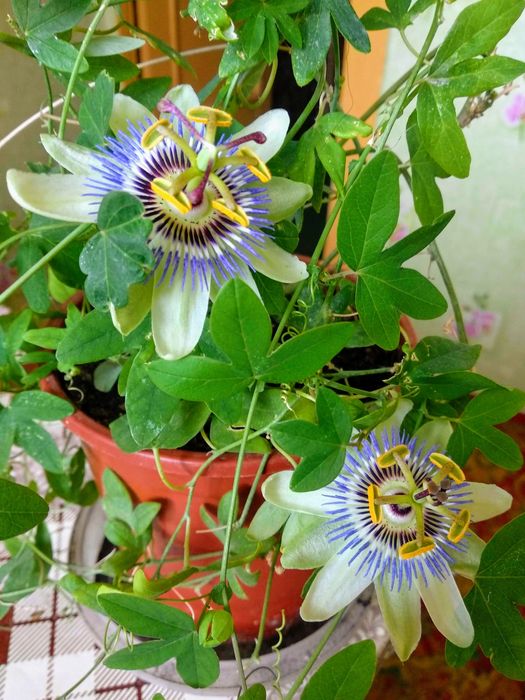 Пассифлора , бугенвиллии разные