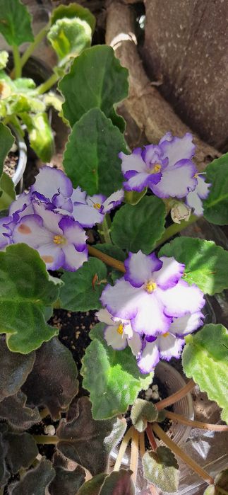 Продам квітучі фіалки