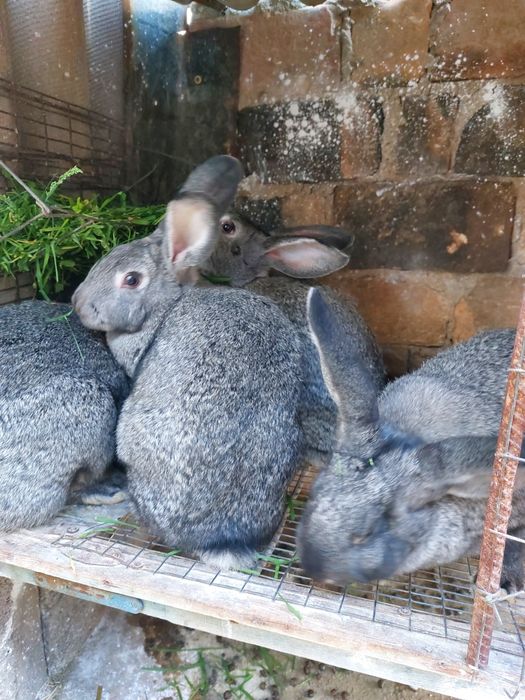 Кролики мясной породы,несколько породы