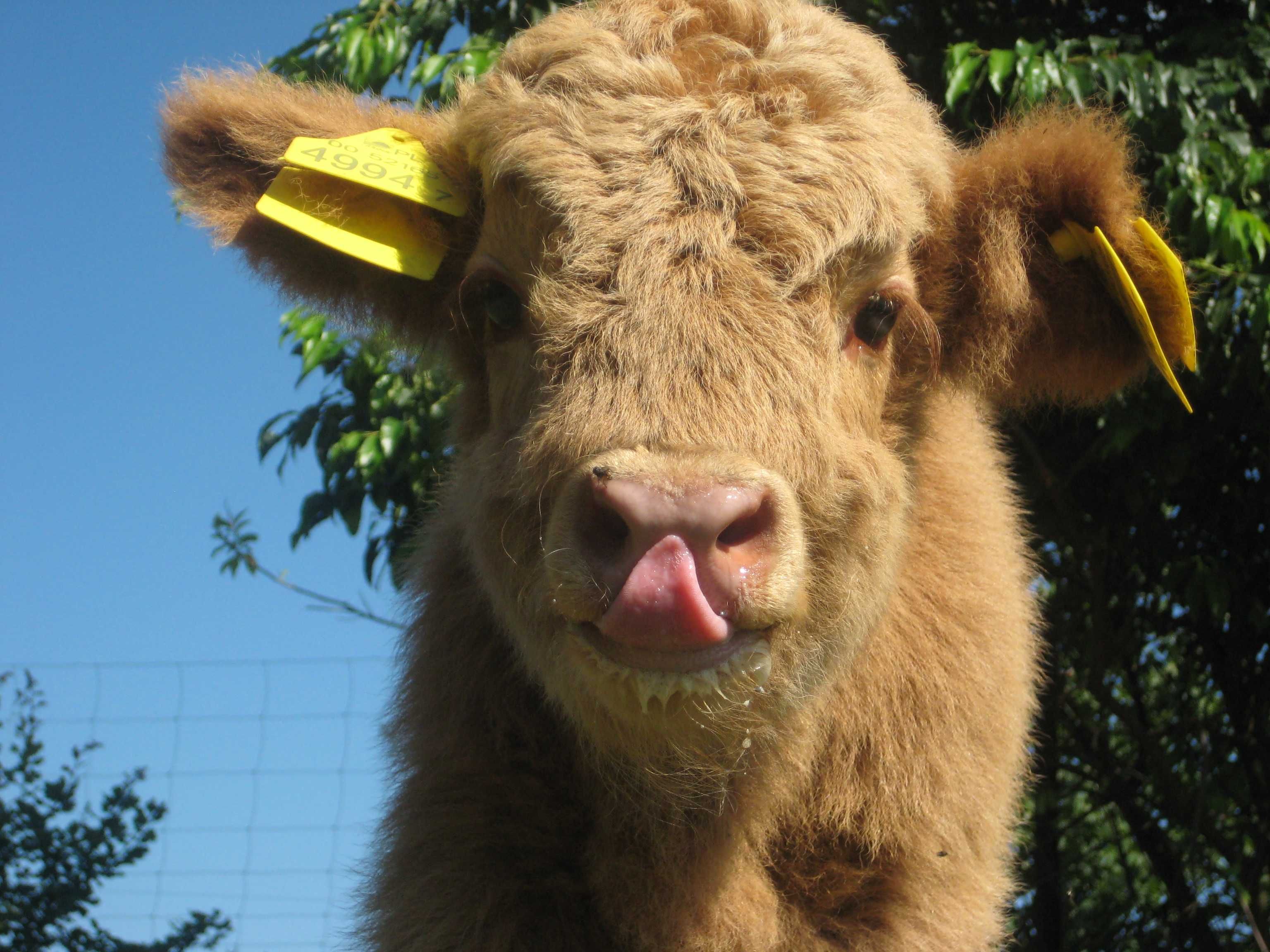 Szkockie bydło górskie highland highlander buhajki buhajek