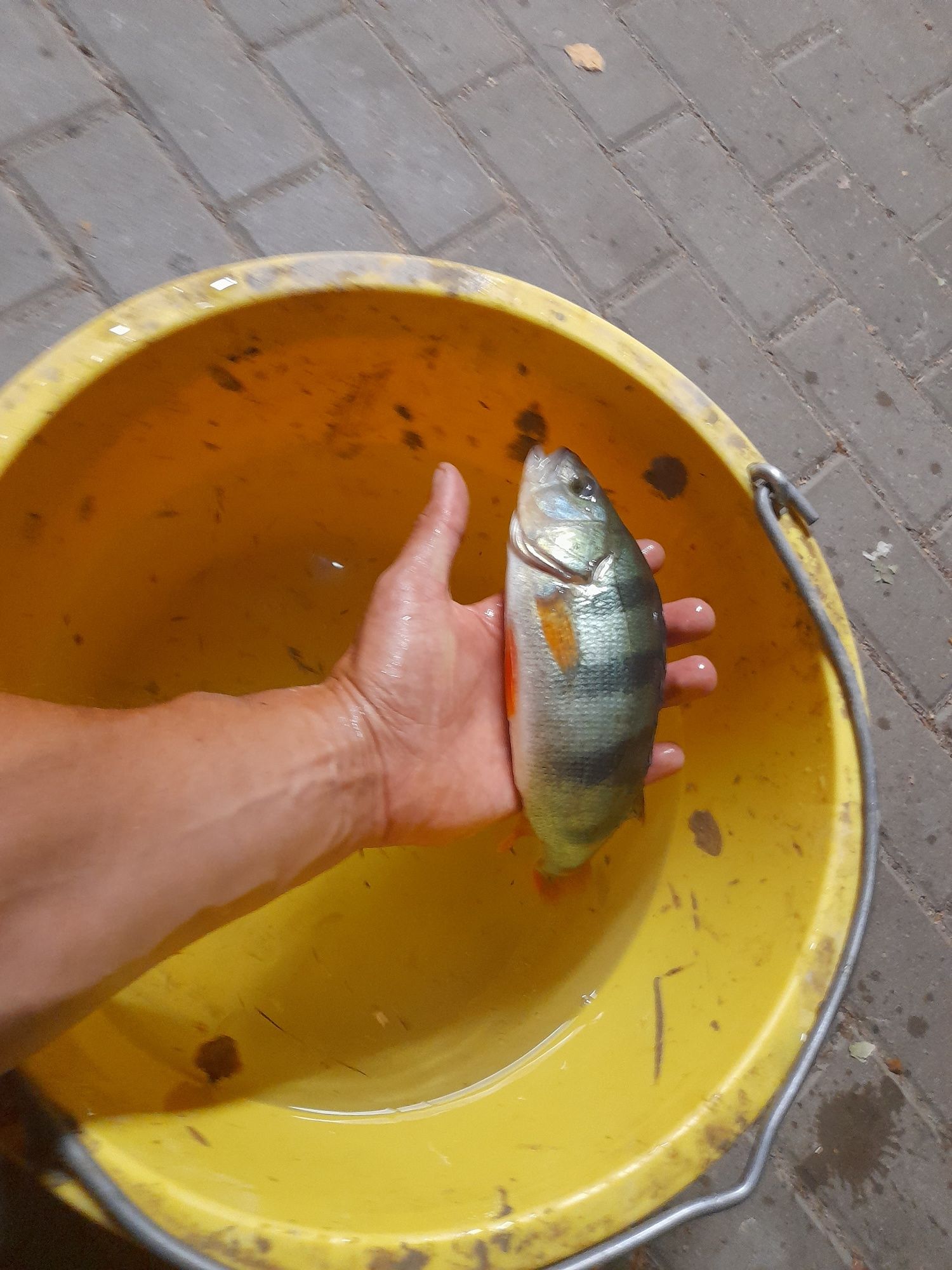 Narybek kroczek Jesiotr,Okoń,Karp koi ,Szczupak,Karp,Sum,Lin,Karaś koi