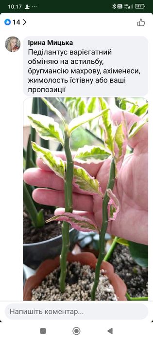 Педілантус варієгатний