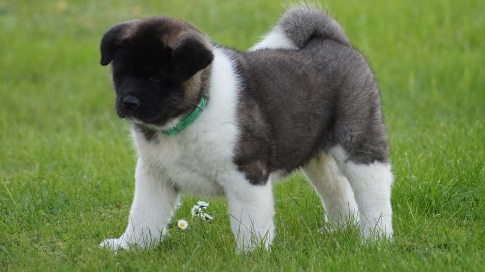 Akita Amerykanska FCI