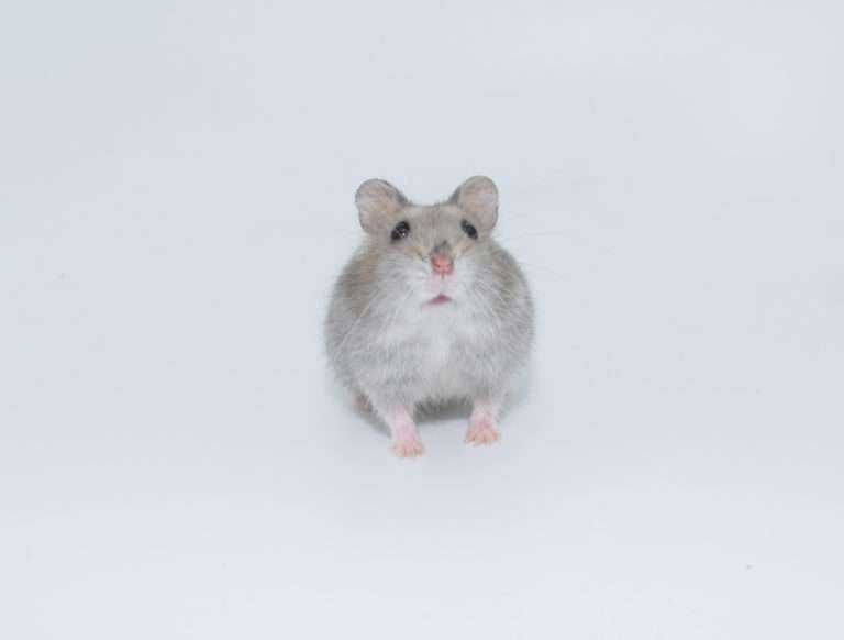 Сапфировые джунгарские хомячки, хомячата, карликовые хомяки