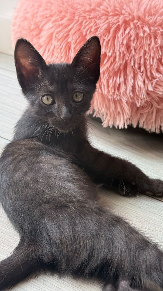 Gatinhos para adoção